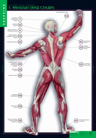 картинка Строение тела человека интернет-магазина Edusnab все для образовательного процесса