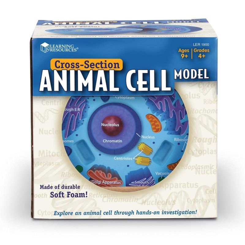 картинка Развивающая игрушка  "Клетка животного модель в разрезе" (демонстрационный материал из мягкой пены, 12.5см., 1 элемент ) от магазина снабжение школ