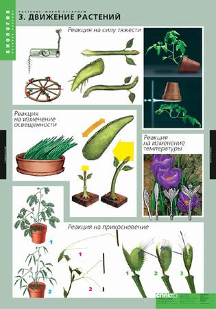 картинка Растение – живой организм интернет-магазина Edusnab все для образовательного процесса