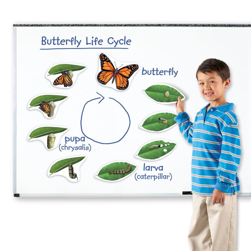 картинка Развивающая игрушка "Жизненный цикл бабочки", магнитный (демонстрационный материал, 9 элементов) от магазина снабжение школ