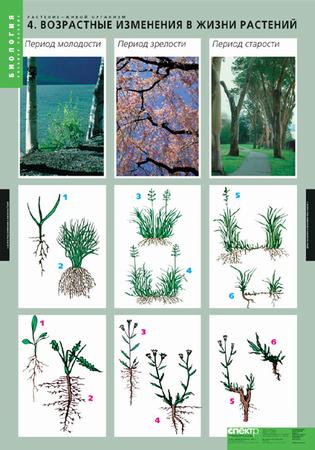 картинка Растение – живой организм интернет-магазина Edusnab все для образовательного процесса