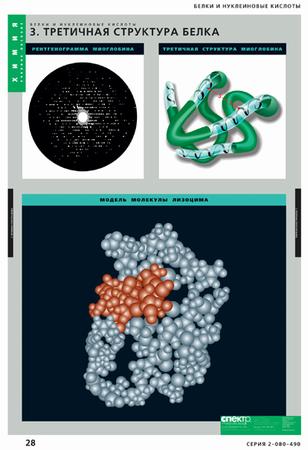 картинка Белки и нуклеиновые кислоты интернет-магазина Edusnab все для образовательного процесса