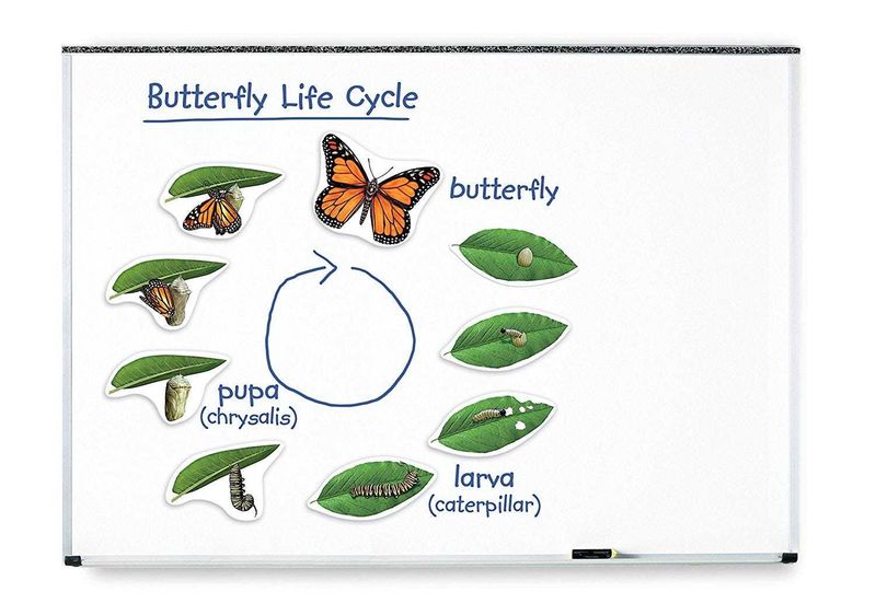 картинка Развивающая игрушка "Жизненный цикл бабочки", магнитный (демонстрационный материал, 9 элементов) от магазина снабжение школ