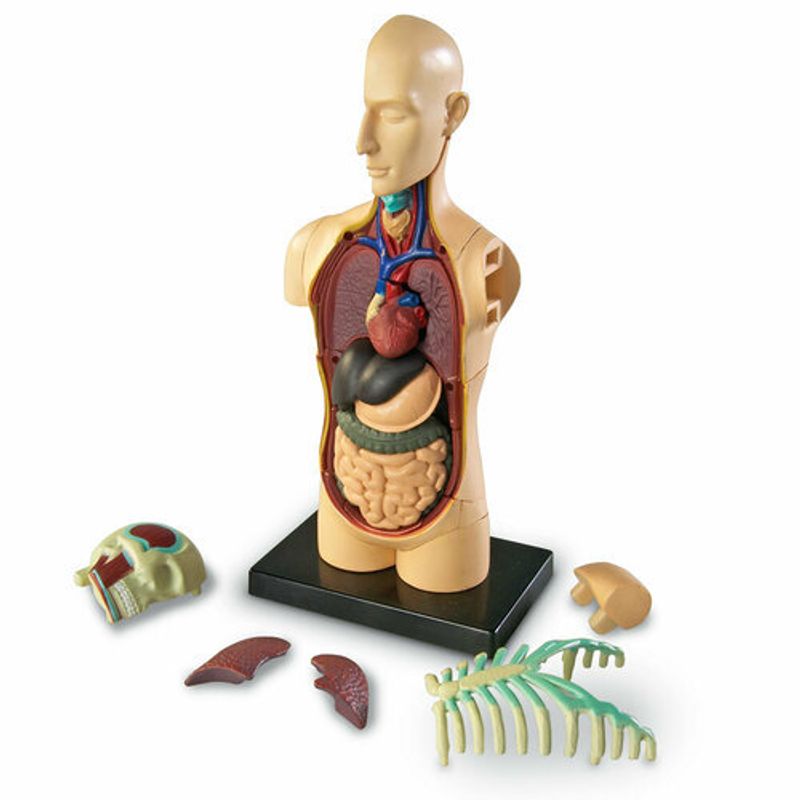 картинка Развивающая игрушка "Анатомия человека. Тело"  (31 элемент) от магазина снабжение школ