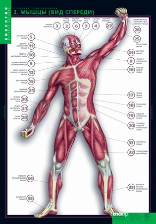 картинка Строение тела человека интернет-магазина Edusnab все для образовательного процесса