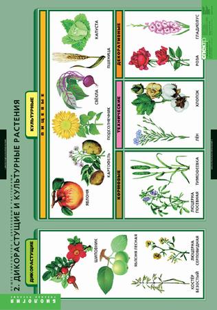 картинка Общее знакомство с цветковыми растениями интернет-магазина Edusnab все для образовательного процесса